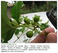 grape ivy